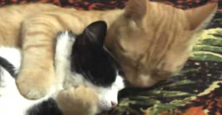 Can This Be the Most Adorable Hug of All Time? – We Love Cats and