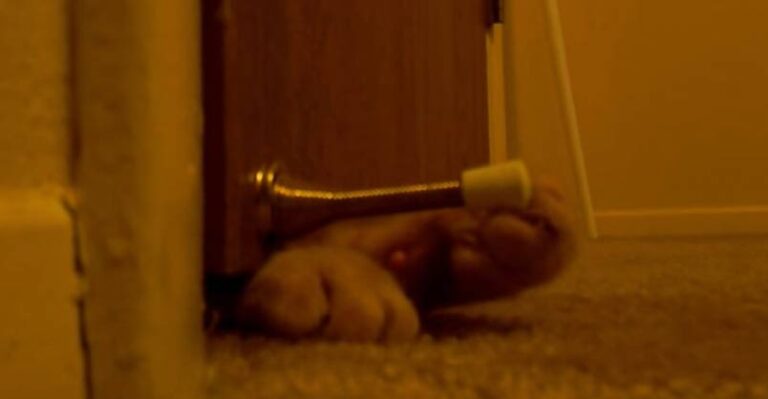 The Best Cat Alarm Clock Ever?