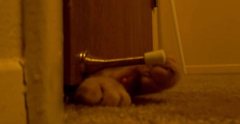 The Best Cat Alarm Clock Ever?