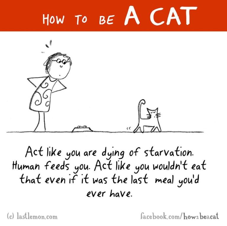 How To Be A Cat ! – We Love Cats and Kittens
