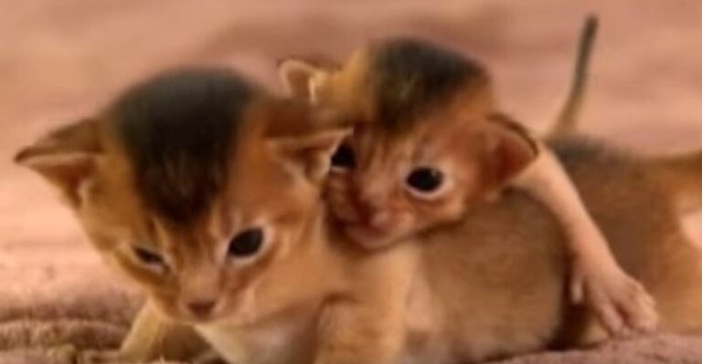 Being Tiny is Tough! – We Love Cats and Kittens