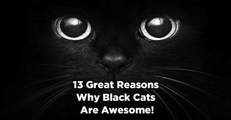 13 Great Reasons Why Black Cats are Awesome!