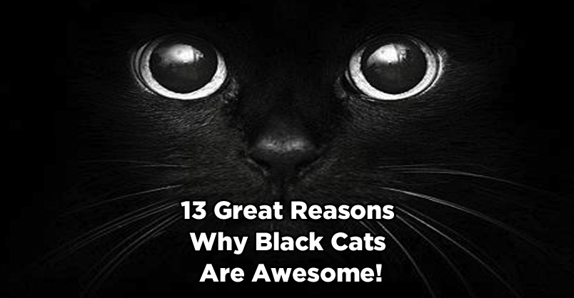 13 Great Reasons Why Black Cats are Awesome!