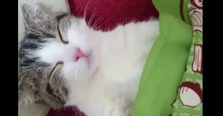 Too Cute! Kitty Gets a Blanket – We Love Cats and Kittens