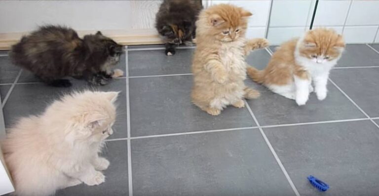 Five Fluffy Kittens Playing With a Bug !