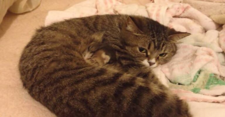 Cuteness Overload! Look at What’s Buried in Her Belly!