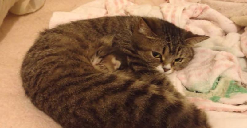 Cuteness Overload! Look at What’s Buried in Her Belly!