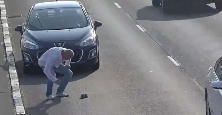 Man Stops His Car on Busy Road to Save a Kitten’s Life – We Love