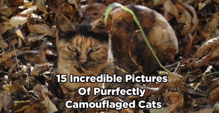 15 Incredible Pictures of Purrfectly Camouflaged Cats