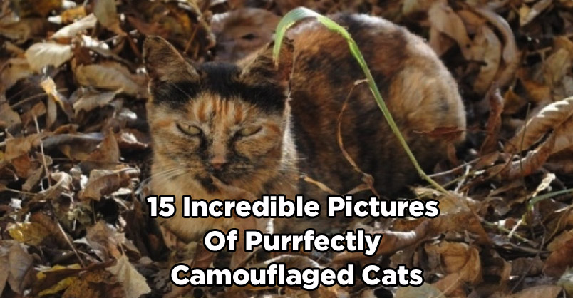 15 Incredible Pictures of Purrfectly Camouflaged Cats