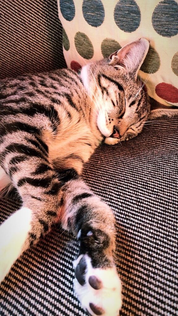 Cats are underrated