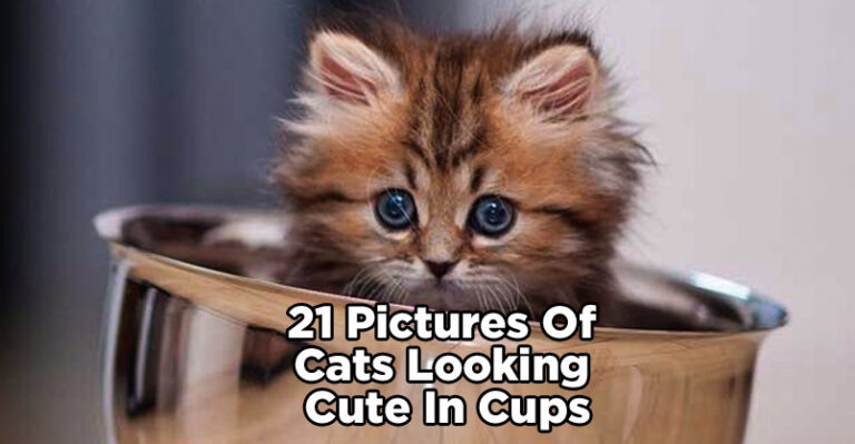 21 Pictures of Cats Looking Cute in Cups