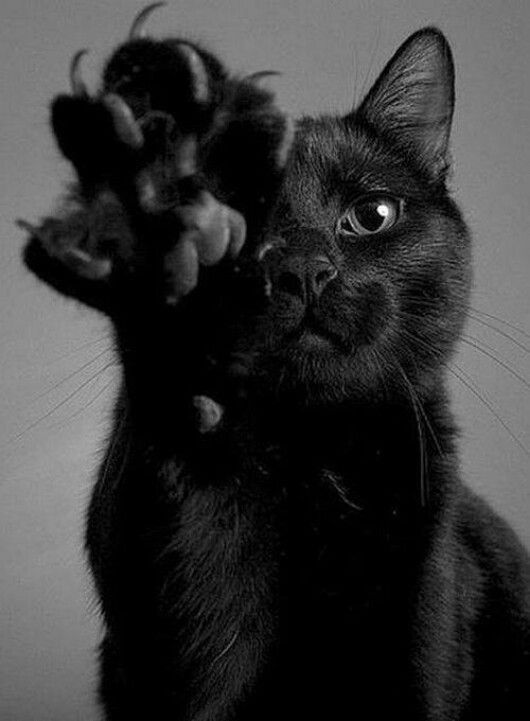 ’cause…. We Love Cats