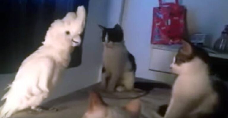 Copy-Cat Bird Wants to be a Kitten – We Love Cats and Kittens