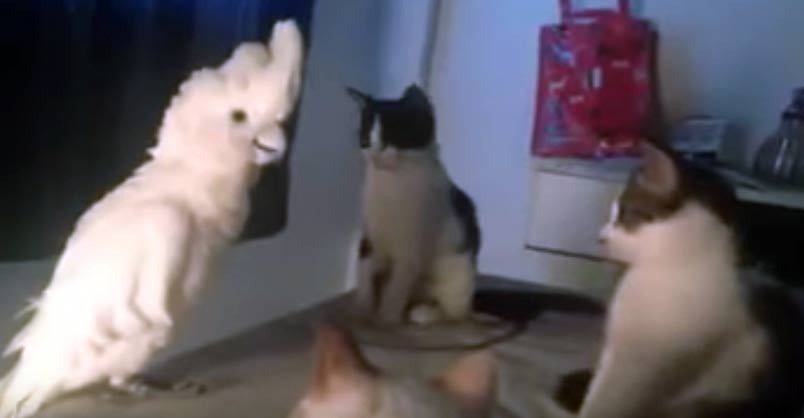 Copy-Cat Bird Wants to be a Kitten – We Love Cats and Kittens