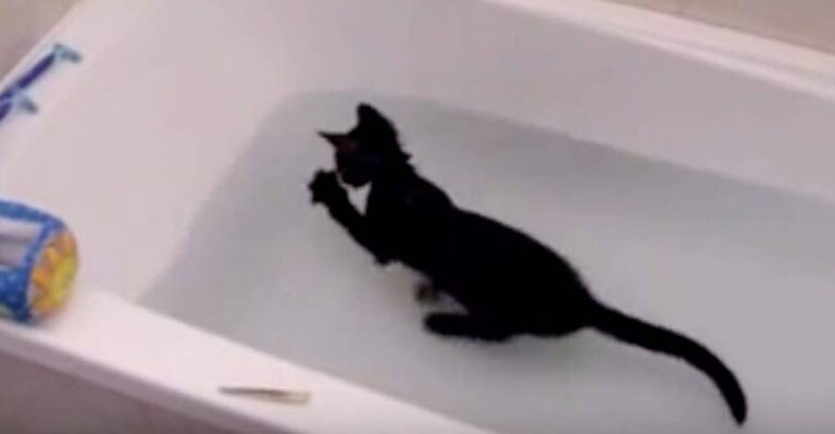 Crazy Cat Loves Water! – what a happy kitty