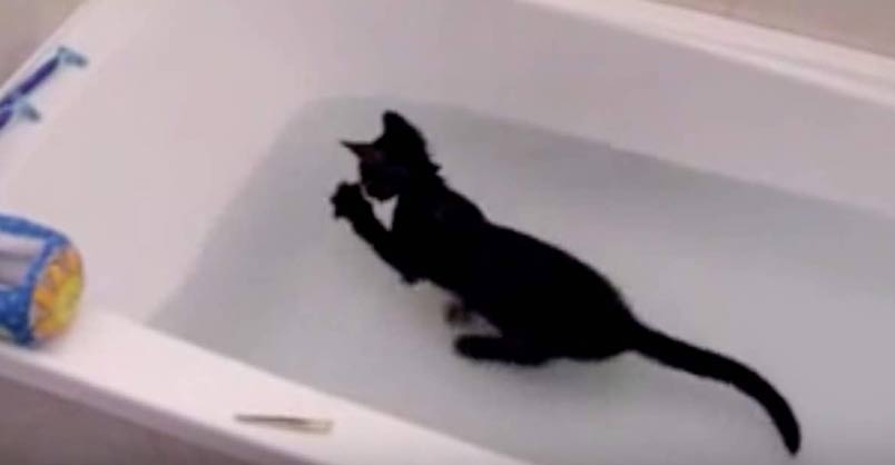Crazy Cat Loves Water! – what a happy kitty