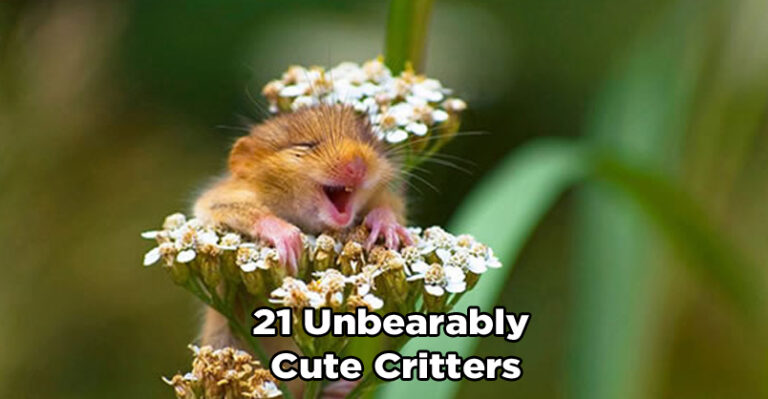 It’s Not Just Cats & Kittens That Are Cute – 21 Unbearably Cute