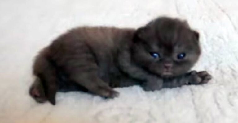 OMG! Could This Be The Cutest Kitten in the World!