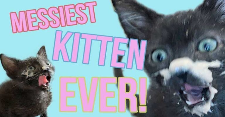 Meet Deep Dish, the Messiest Kitten EVER – We Love Cats and Kittens