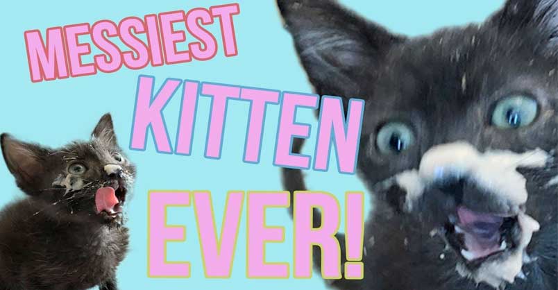 Meet Deep Dish, the Messiest Kitten EVER – We Love Cats and Kittens