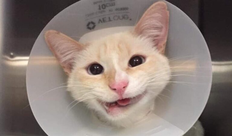 Meet Duchess, The Rescue Cat That Shows Her Lovely Smile – We Love