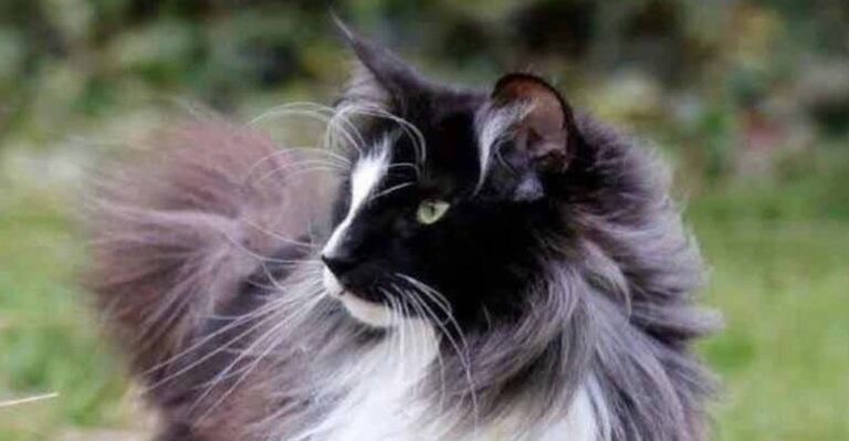 Beautiful Kitty – 12th October 2018 – We Love Cats and Kittens