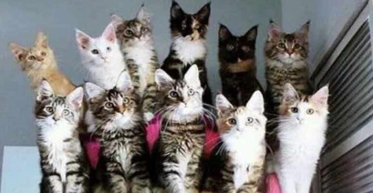Family Portrait Time – 19th October 2018 – We Love Cats and Kittens