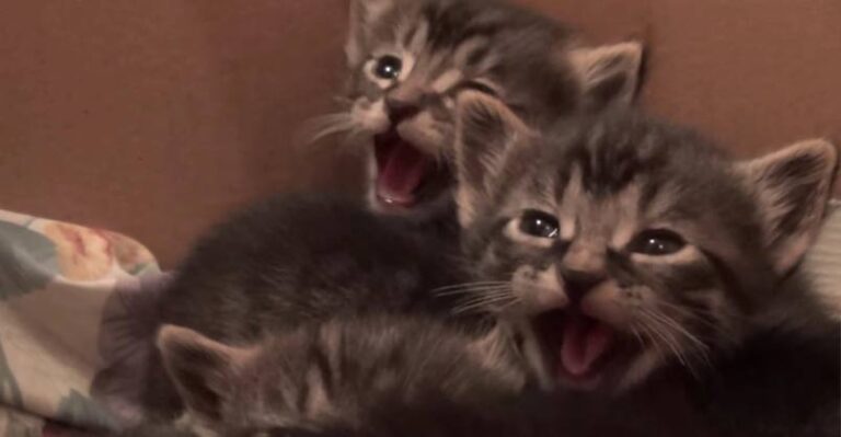 Please Do Not Disturb The Grumpy Little Foster Kittens! – We Love