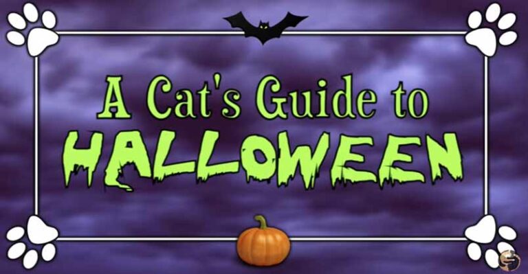 A Cat’s Guide to Halloween!