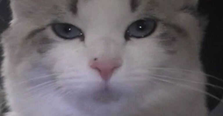 Halo the Kitten Talks to Her Human Mama