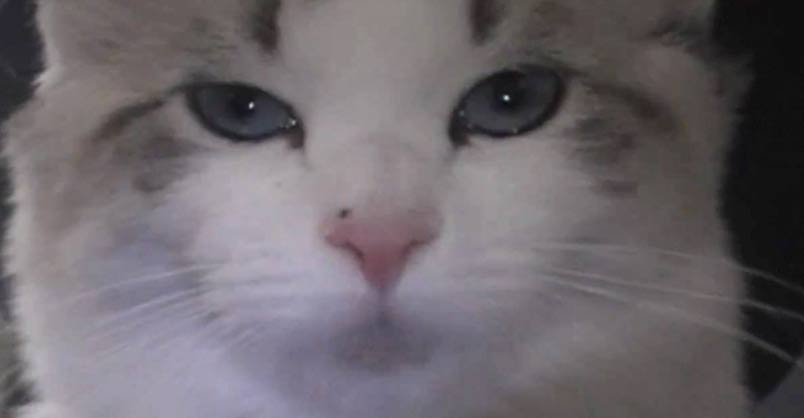 Halo the Kitten Talks to Her Human Mama