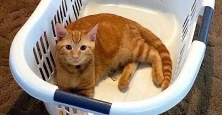 Have You Seen The Hermit Crab Cat?