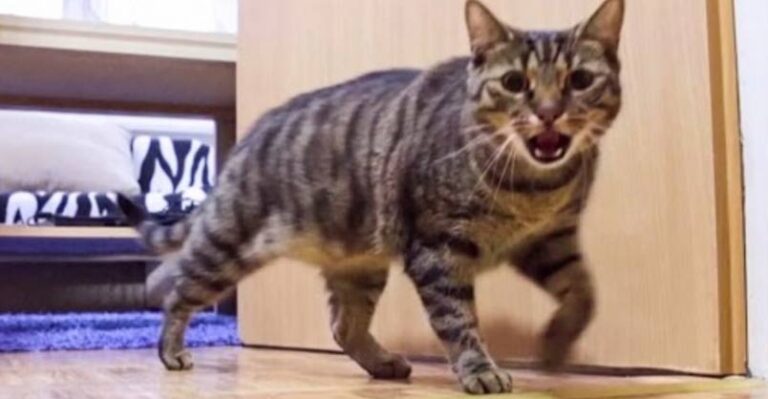 Hidden Camera Shows How Much Cat Misses His Human – We Love Cats and