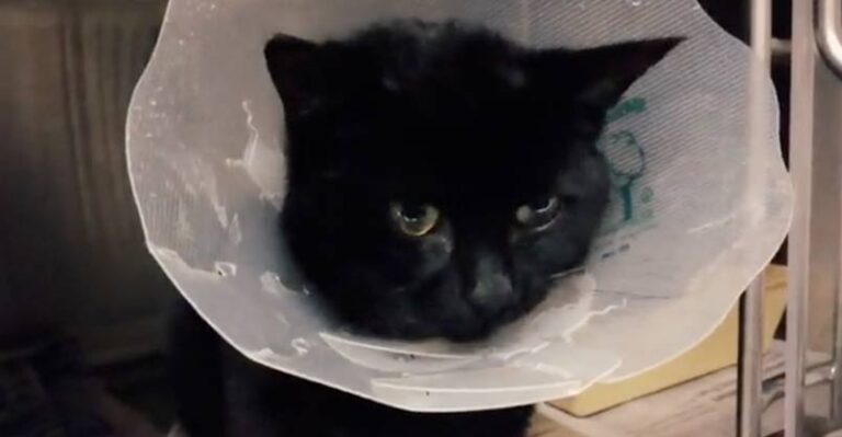 Brave Kitty Survives Being Hit By a Train – We Love Cats and Kittens