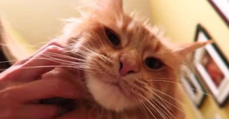 Meet Hobie, the Maine Coon Kitty With a Big Personality – We Love