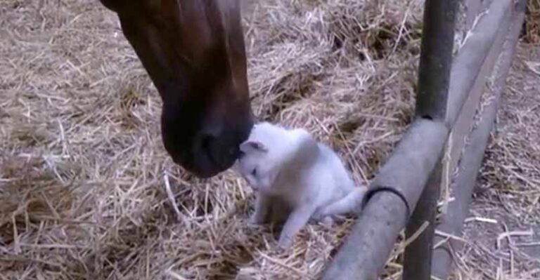 Cat Has Adorable Cuddle With a Horse! – We Love Cats and Kittens