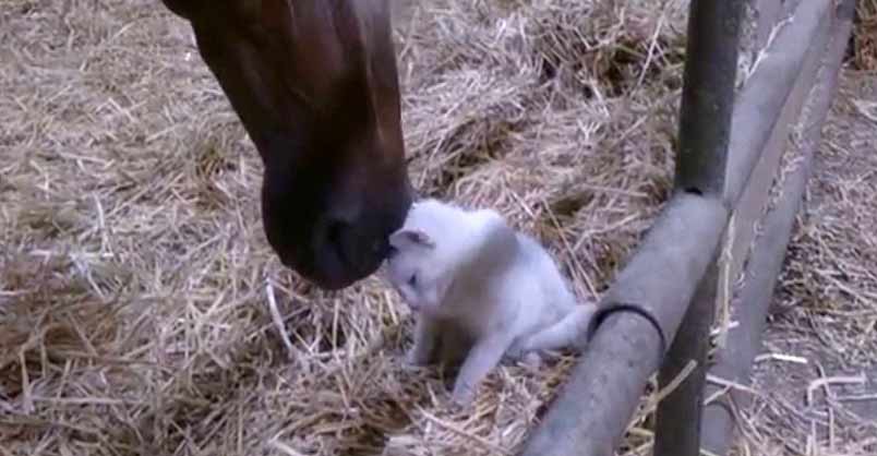 Cat Has Adorable Cuddle With a Horse! – We Love Cats and Kittens