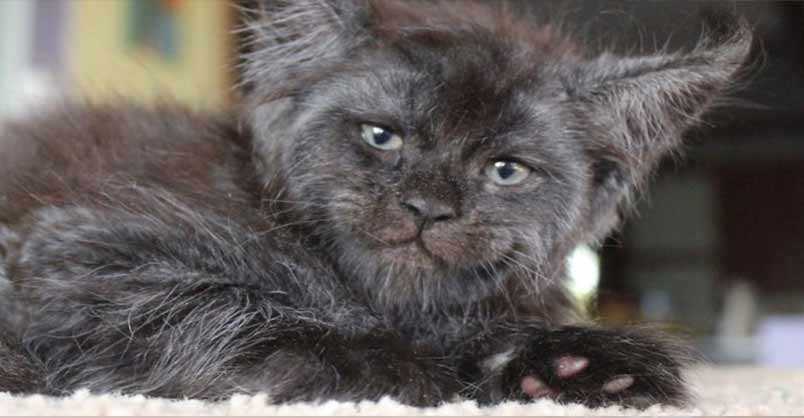 Meet The Cat With A Human-Like Face – We Love Cats and Kittens