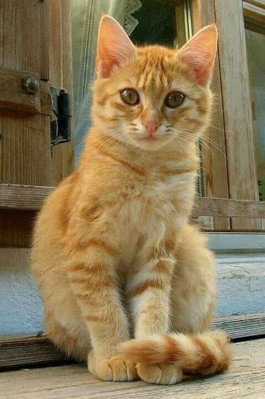 Kemal bayrak (“okan”) – Google+
