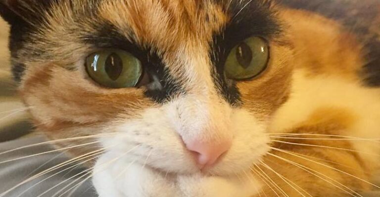 My Crazy Eyebrow Cat Is Always Judging Me – We Love Cats and Kittens