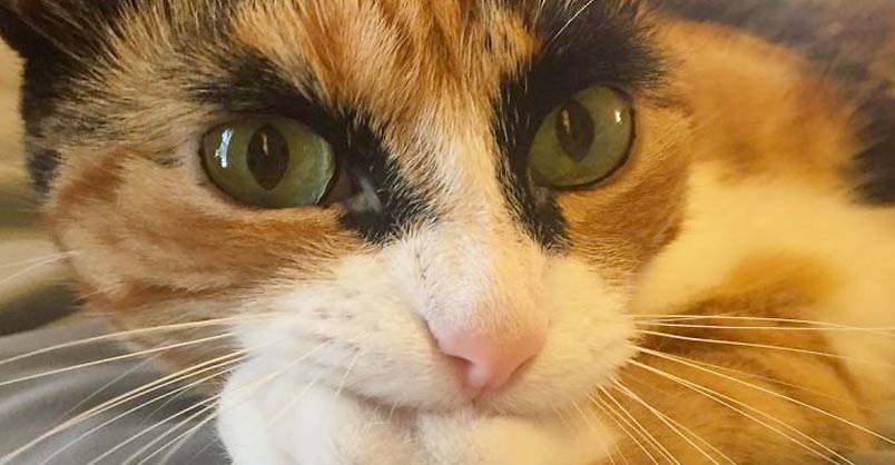 My Crazy Eyebrow Cat Is Always Judging Me – We Love Cats and Kittens