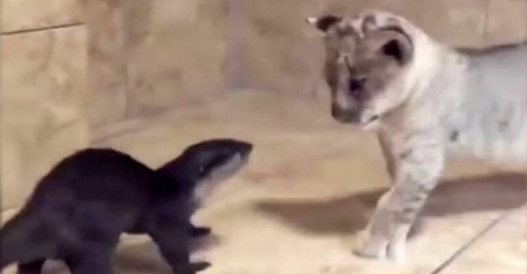 Lion Cub and Otter Form Unlikely But Adorable Friendship – We Love