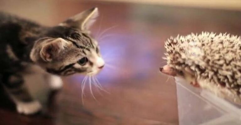 When Loki Met Harley – We Love Cats and Kittens
