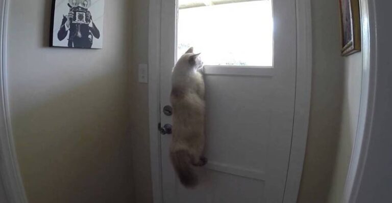 Cat Figures Out a Clever Way to Look Outside
