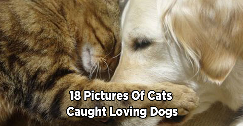 18 Pictures of Cats Caught Loving Dogs – We Love Cats and Kittens