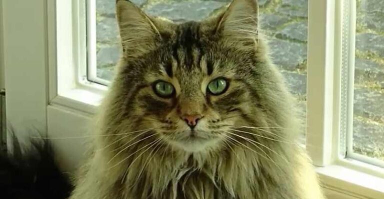 10 Fascinating Facts About Maine Coon Cats – We Love Cats and Kittens