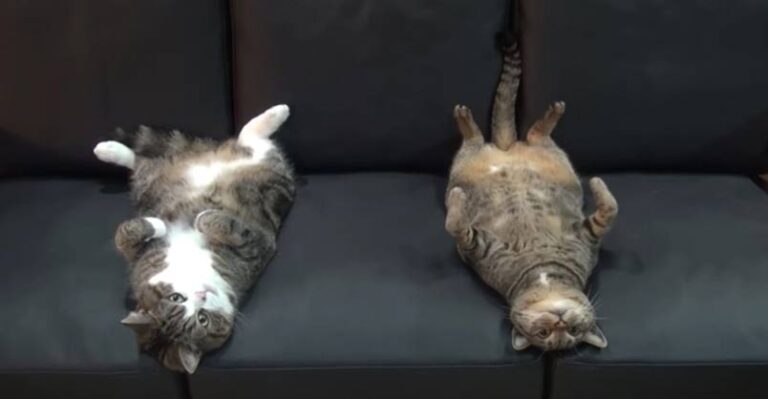 Maru & Hana – The Very Best of Friends – We Love Cats and Kittens