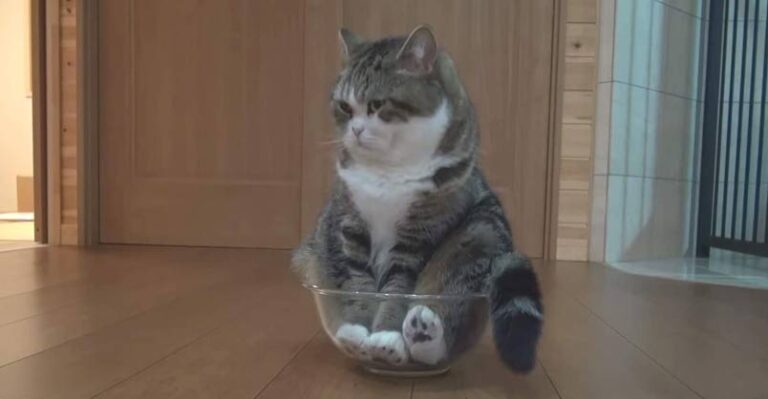 Maru and the Mixing Bowl