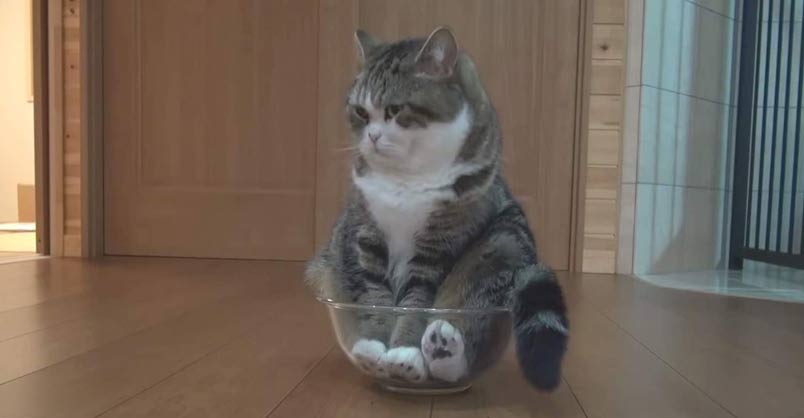 Maru and the Mixing Bowl